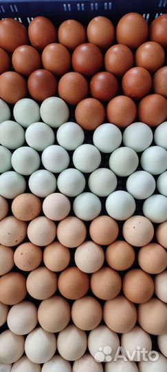 Инкубационное яйцо