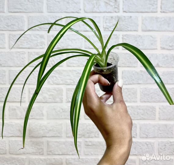 Хлорофитумы много сортов