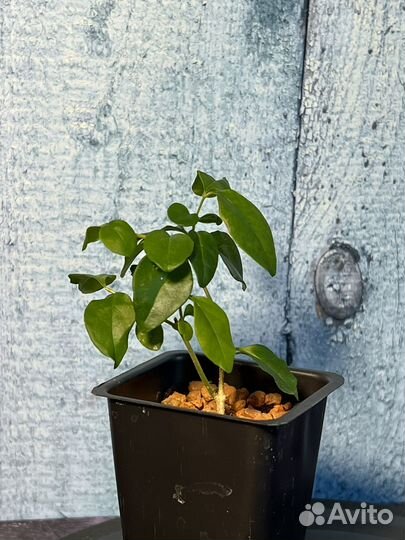 Лигуструм китайский. Комнатная бирючина