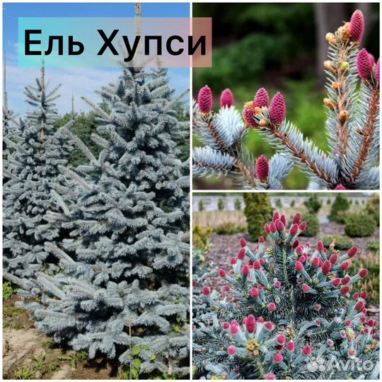 Ель Хупси, Глаука Глобоза, Лаки Страйк, Акрокона