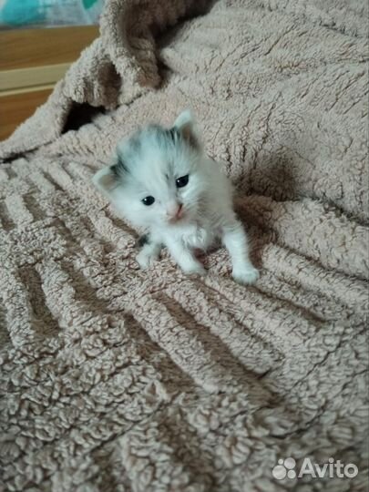 Отдам бесплатно в добрые руки