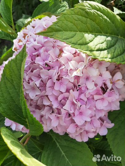 Гортензия крупнолистная