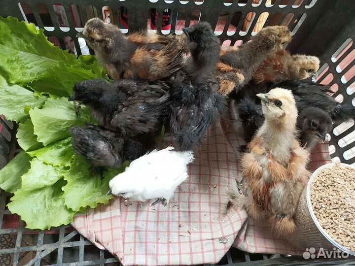 Цыплята китайские шелковые