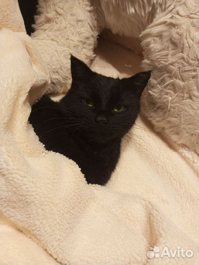 Кошечка