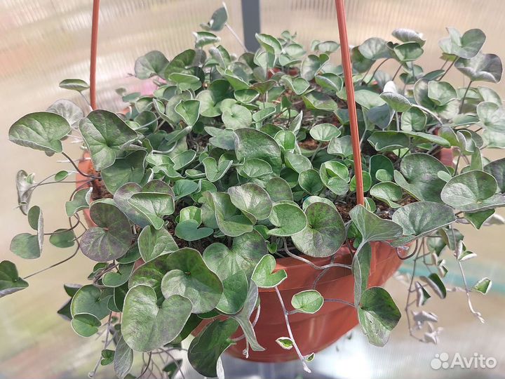 Дихондра в кашпо