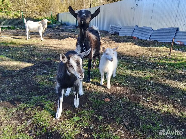 Две козочки, безрогие