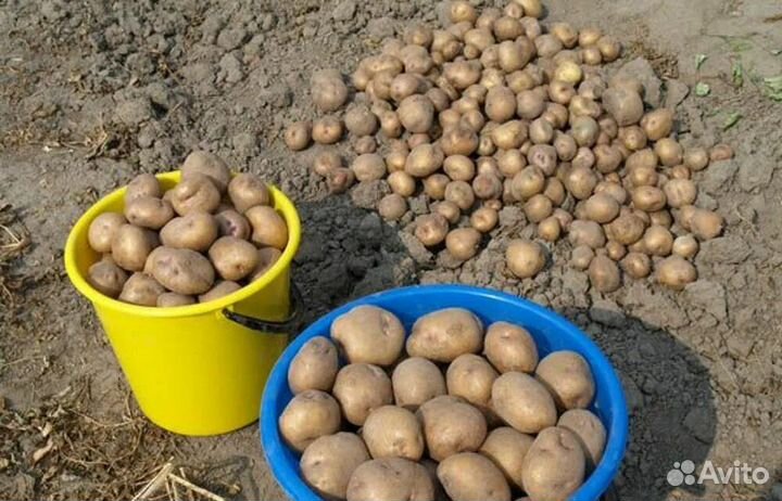 Продаю семенной картофель