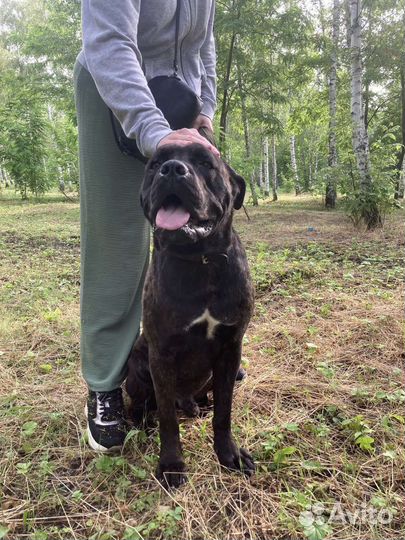 Кобель Кане-корсо в ответственные руки