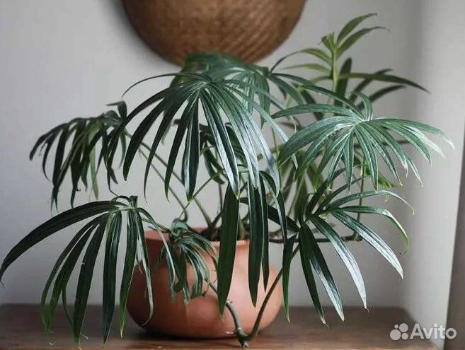 Монстеры, эпипремнумы