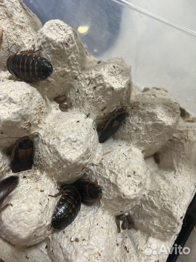 Колония блаптики. Аргентинский таракан