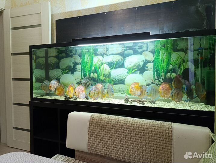 Обслуживание аквариумов