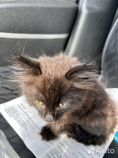 Черный котенок в добрые руки бесплатно