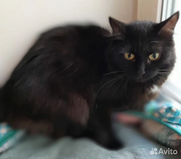 Кошка фенотип шантильи тиффани в дар