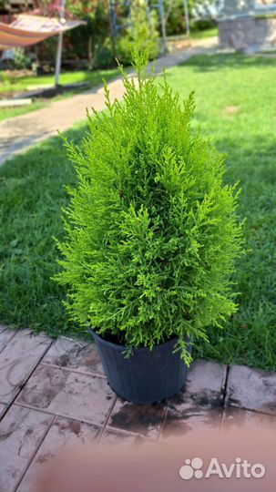 Кипарисовик