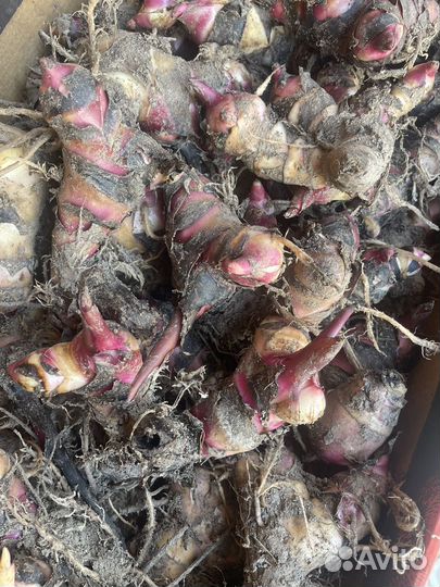 Клубни канны цветы