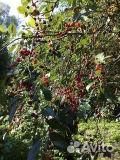 Саженцы черешни