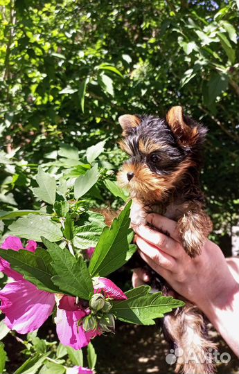 Девочки Йорка