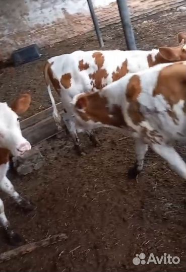 Бычки и телки от 3 месяца до 8 месяцев
