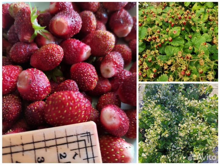 Рассада земляники садовой