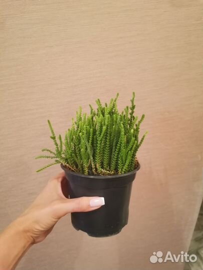 Крассула плауновидная