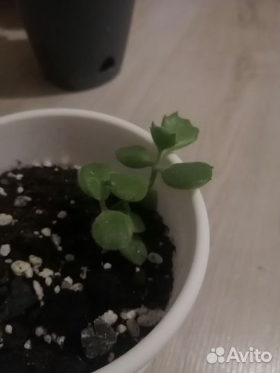 Комнатные цветы (2)