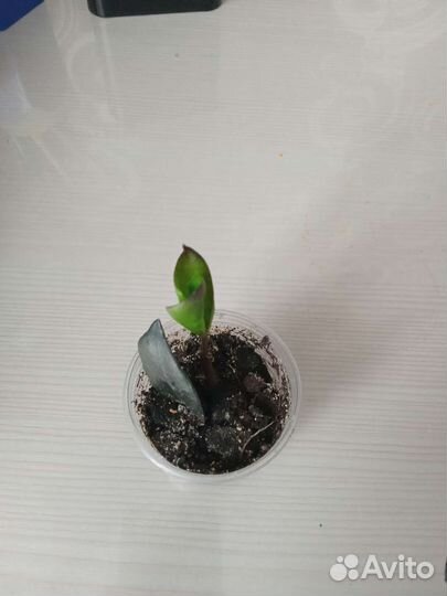 Замиокулькас черный