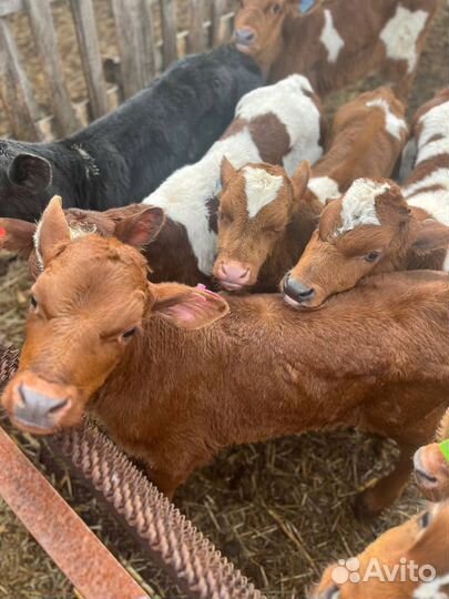 Отборные телята бычки быстрая доставка