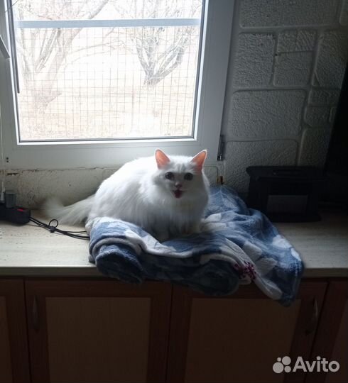 Передержка для собак и кошек