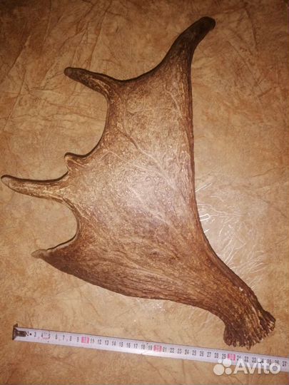 Продам рога лося