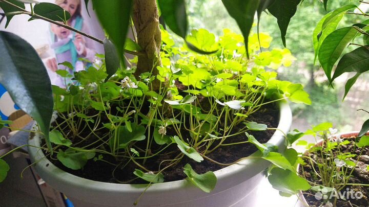 Цимбалярия