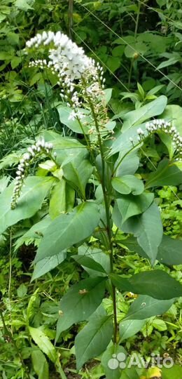 Вербейник ландышевидный