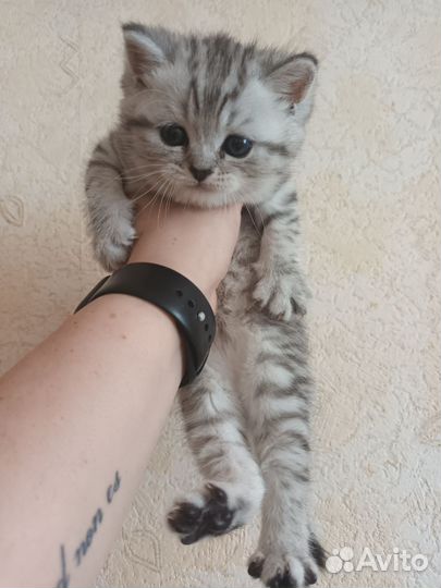 Шотландские котята серебристая шиншилла