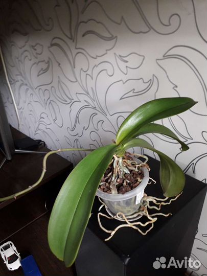 Орхидея фаленопсис Санта Клаус