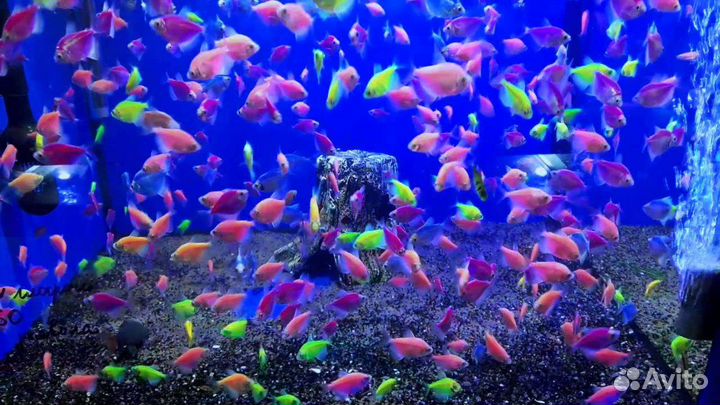 Аквариумные рыбки