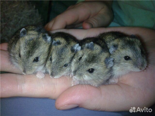 Джунгарские хомячата