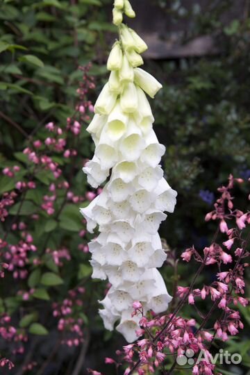 Наперстянка