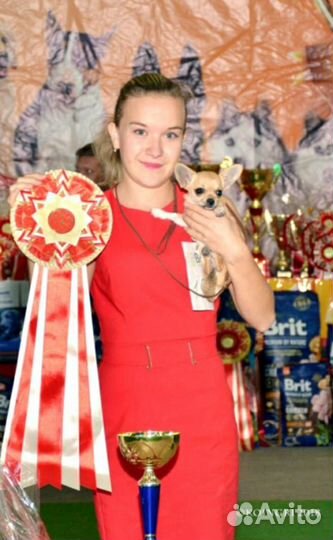 Услуги профессионального хендлера