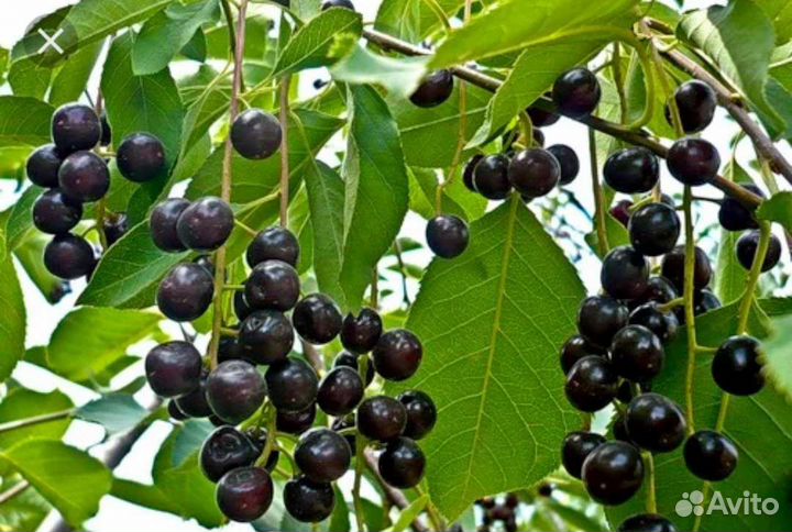 Черемуха красная и чёрная