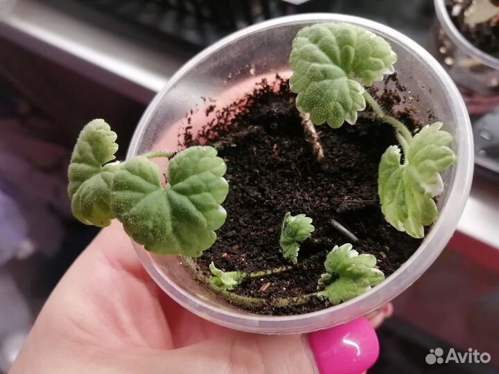 Будра вариегатная ампельная