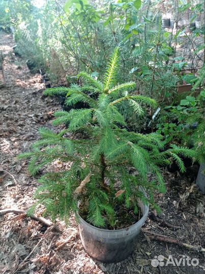 Саженцы ель голубая