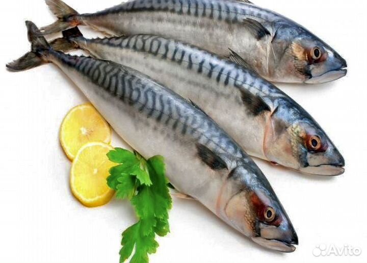 Скумбрия свежемороженая 400-600