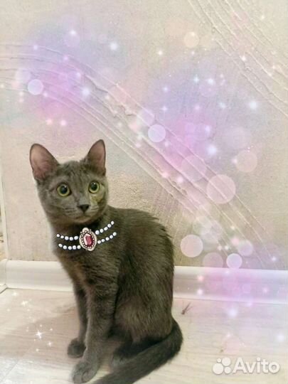 Кошки в добрые руки