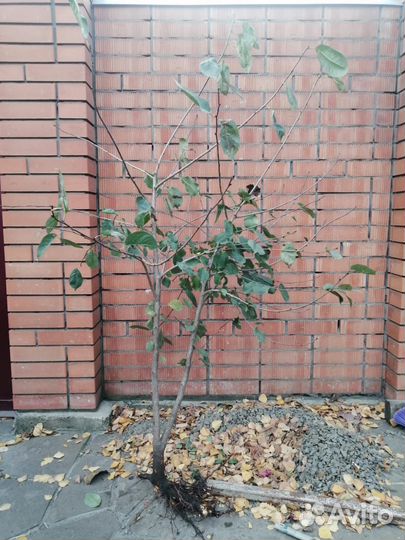 Саженцы вышня владимировка