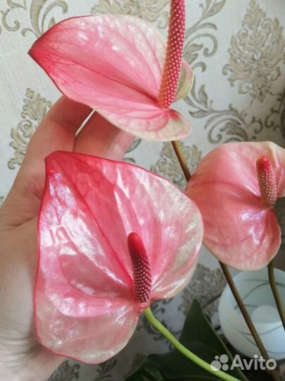 Антуриум Мистик