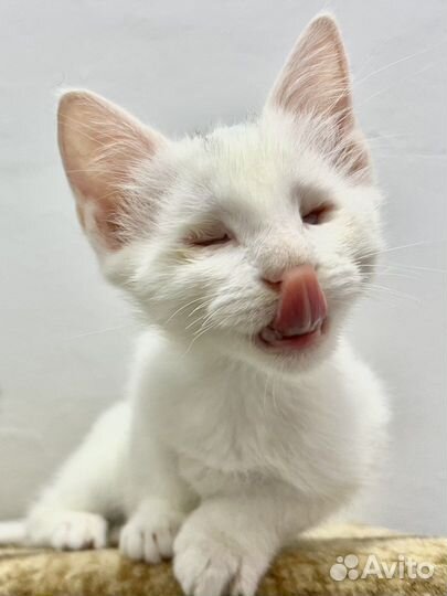 Особенный котенок мальчик