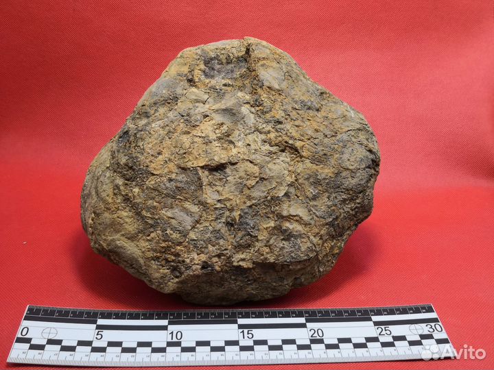 Окаменелое дно древнего океана