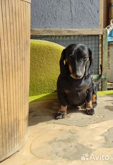 Такса в добрые руки