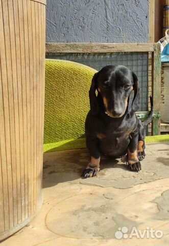 Такса в добрые руки