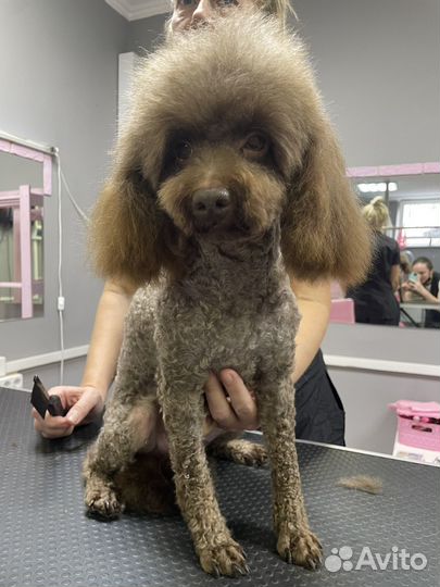 Модель на груминг