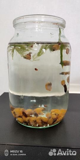 Улитки аквариумные